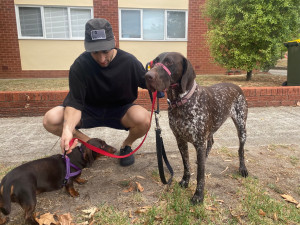 Photo de galerie - Voici Spencer à gauche, Stella à droite et mon copain australien au milieu, m’aidant pour les balades mouvementées en ville Melbournienne. :p Nous avons gardés ces deux amies pendant une semaine environ et 3 fois de suite. 