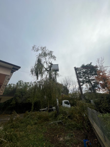 Photo de galerie - Elagage et coupe d'arbres