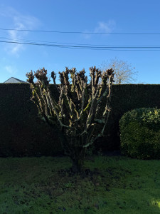 Photo de galerie - Taille de fruitiers !