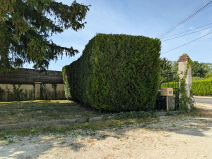 Photo de galerie - Taille de haies et d'arbustes