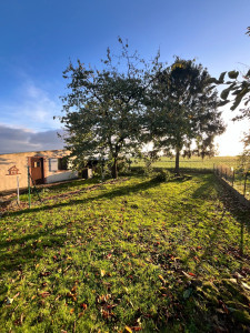 Photo de galerie - Elagage et coupe d'arbres