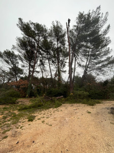 Photo de galerie - Elagage et coupe d'arbres