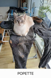 Photo de galerie - Garde chat