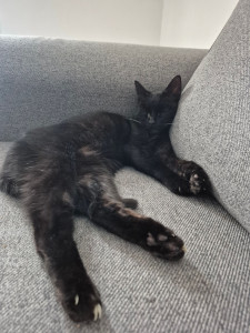 Photo de galerie - Mimine, 16 ans. Adorable et très caline