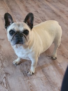 Photo de galerie - Garde animaux