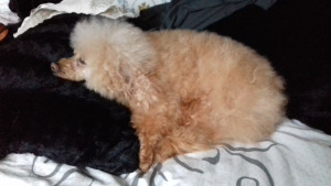 Photo de galerie - Ma louloute qui est partie au paradis du chien 