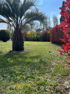 Photo de galerie - Taille de haies et d'arbustes