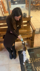 Photo de galerie - Garde de bébé biquette