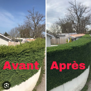 Photo de galerie - Elagage et coupe d'arbres
