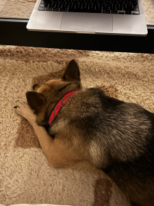 Photo de galerie - Garde chien