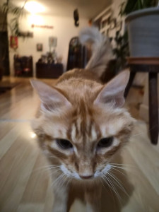 Photo de galerie - Garde de Shiny ! 