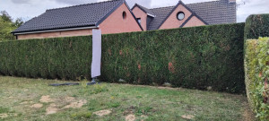Photo de galerie - Taille de haies