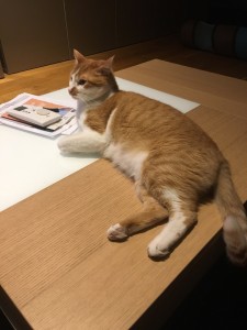 Photo de galerie - Home sitting - Accueil - Gardiennage