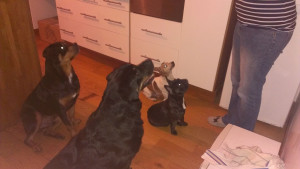 Photo de galerie - Trois de mes chiens (les 2 rottweilers et le jack Russel) et le chien en garde (bouledogue français) en 2014
