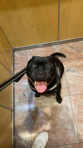 Photo de galerie - Phoënix, un petit staffie que je garde