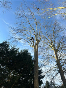 Photo de galerie - Elagage et coupe d'arbres