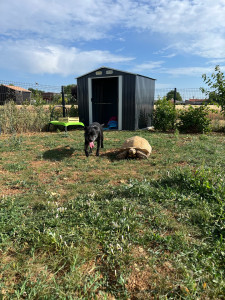Photo de galerie - La garde de Taz, à Doix 