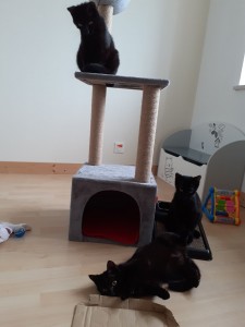 Photo de galerie - Garde chat