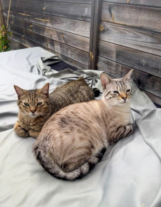 Photo de galerie - Moka et Gobi ?