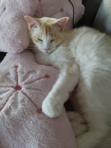 Photo de galerie - Mon bébé chat en pleine santé 