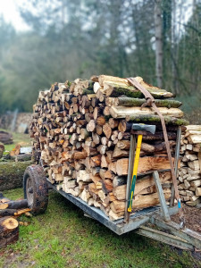 Photo de galerie - Elagage et coupe d'arbres