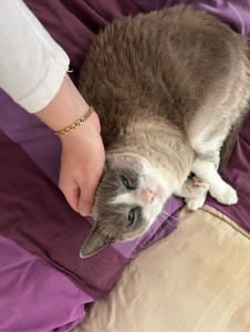 Photo de galerie - Visite à domicile (3 passages) pour un chat (câlin, changement de gamelle d’eau, remplissage de la gamelle de croquettes, pâté et nettoyage de litière)