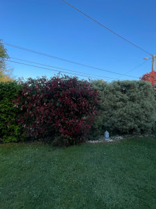 Photo de galerie - Taille de Haies 