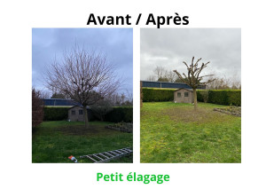 Photo de galerie - Elagage et coupe d'arbres