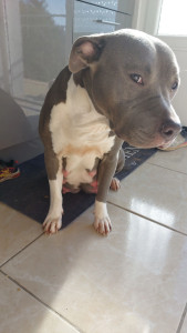 Photo de galerie - Garde chien 