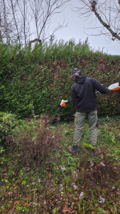 Photo de galerie - Taille de haie de tuya 