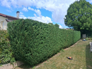 Photo de galerie - Taille de haies et d'arbustes