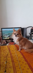 Photo de galerie - Garde animaux