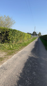 Photo de galerie - Taille de haies et d'arbustes