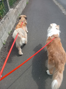Photo de galerie - Promenade de 2 petites chiennes pendant que leur propriétaire était de mariage 