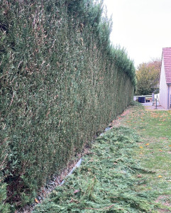Photo de galerie - Taille d’une haie de Thuya 