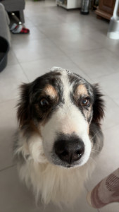 Photo de galerie - Mon chien 