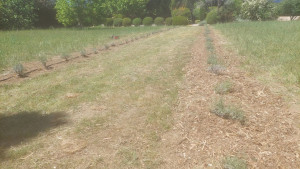 Photo de galerie - Paysagiste - Aménagement du jardin