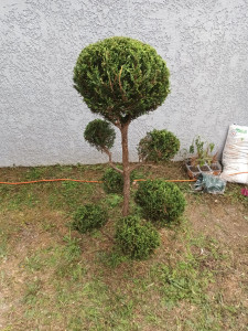 Photo de galerie - Taille d'arbustes