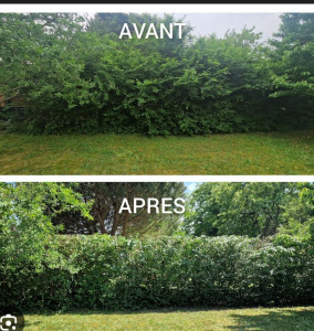 Photo de galerie - Taille de haies 