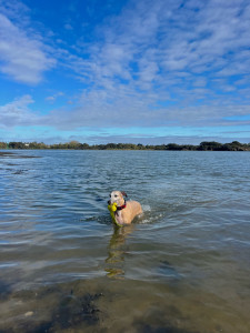 Photo de galerie - Garde chien 