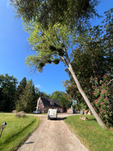 Photo de galerie - Abattage d’un acacia qui penche sur une allée qui mène au château 