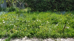 Photo de galerie - Paysagiste - Aménagement du jardin