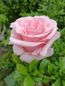 Photo de galerie - Entretien du jardin