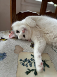 Photo de galerie - Grizzly