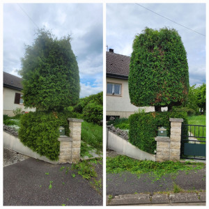 Photo de galerie - Taille de haies et d'arbustes