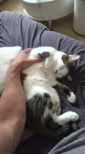 Photo de galerie - Le bonheur de vos animaux avant tout ☺️