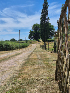 Photo de galerie - Tonte de pelouse - Débroussaillage
