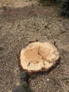 Photo de galerie - Abbatage complet thuya géant 