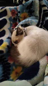 Photo de galerie - Bella