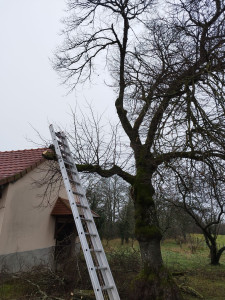 Photo de galerie - Je peut vous élaguer des branches ou abattre un arbres. Et je peut vous tailler des haies peut importe la hauteur. 